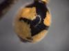 Eumenes coronatus coronatus